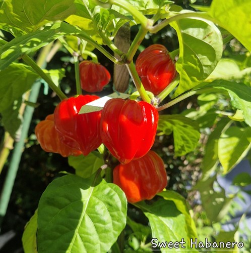 Chili sweet habanero - sweet,