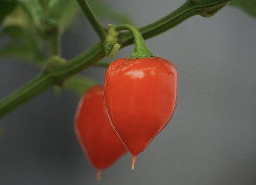 Habanero red savina rote - habanero,