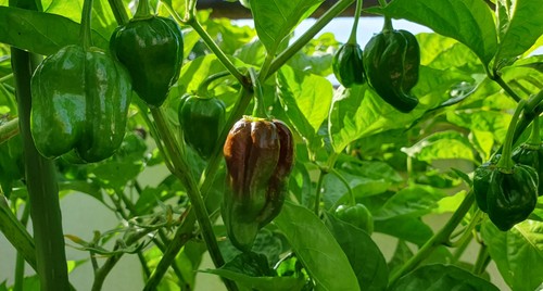 Chocolate habanero samen - chocolate, /