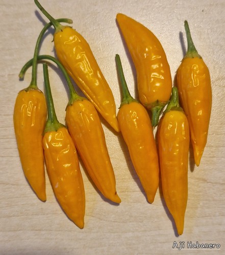 Chili aji habanero - chili,