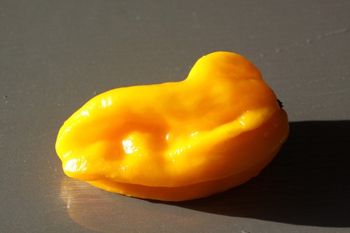Chili samen gelb - samen,, gelb,